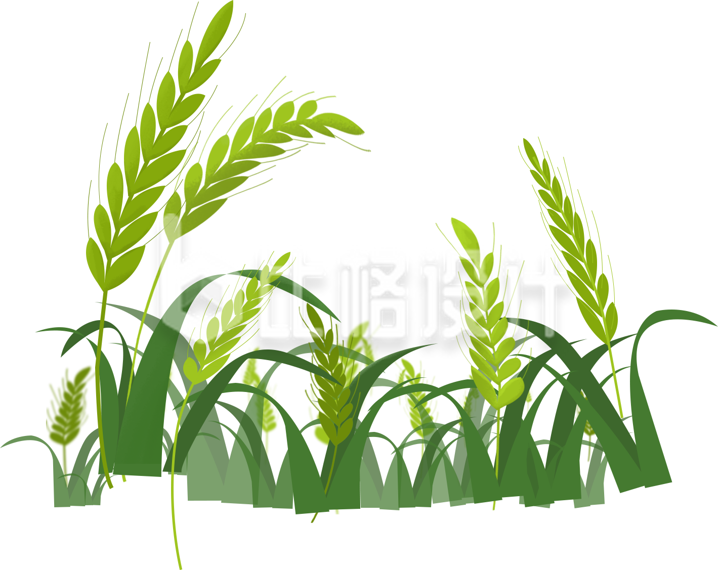 小麦麦穗