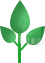 小树苗