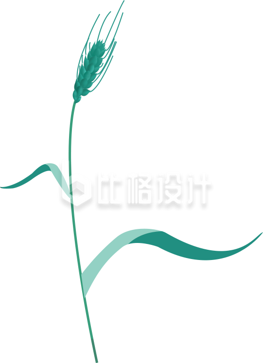 小麦穗