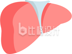 手绘肝脏