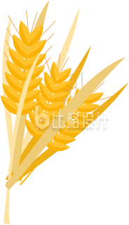 小麦穗