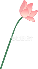 半开荷花
