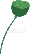 莲蓬