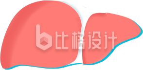 肝脏