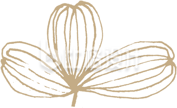 手绘花朵花瓣