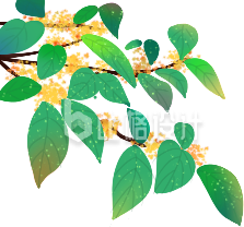 漂亮的桂花树插画