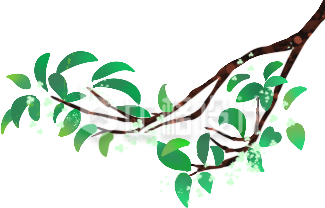 桂花树插画