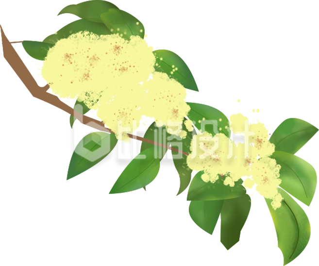 桂花树插画