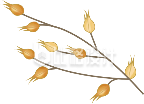 金黄麦穗插画 适合各类宣传的优质素材