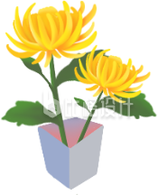清新盆栽黄菊图 适合多种宣传物料的素材
