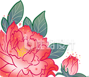 手绘插画牡丹花