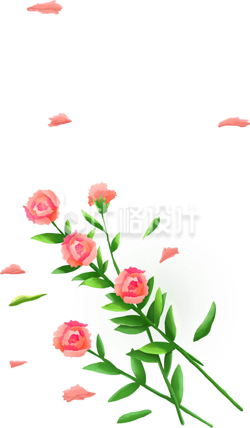 康乃馨手绘插画