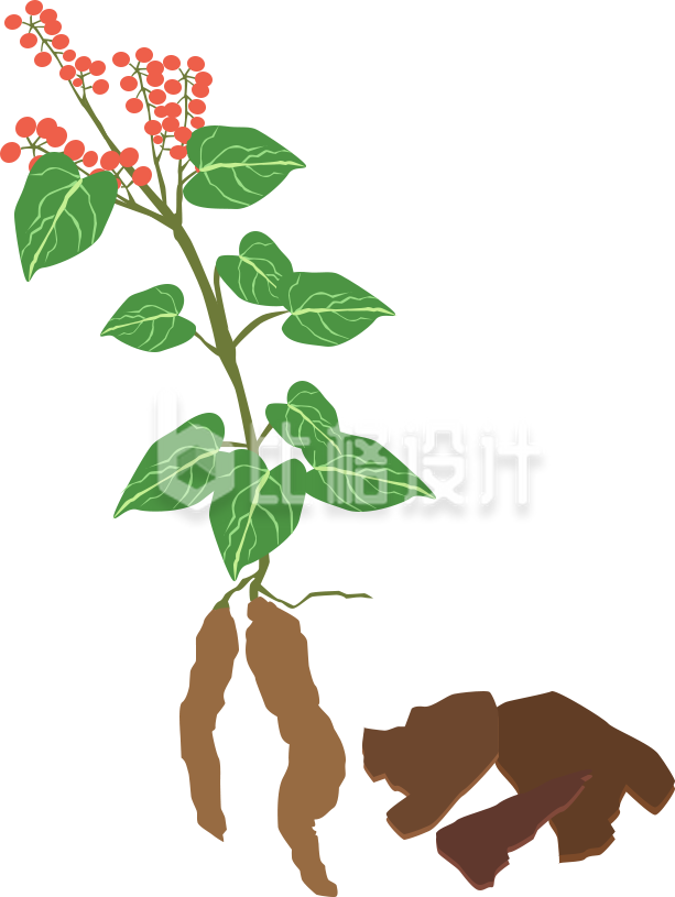 中医药草手绘插画
