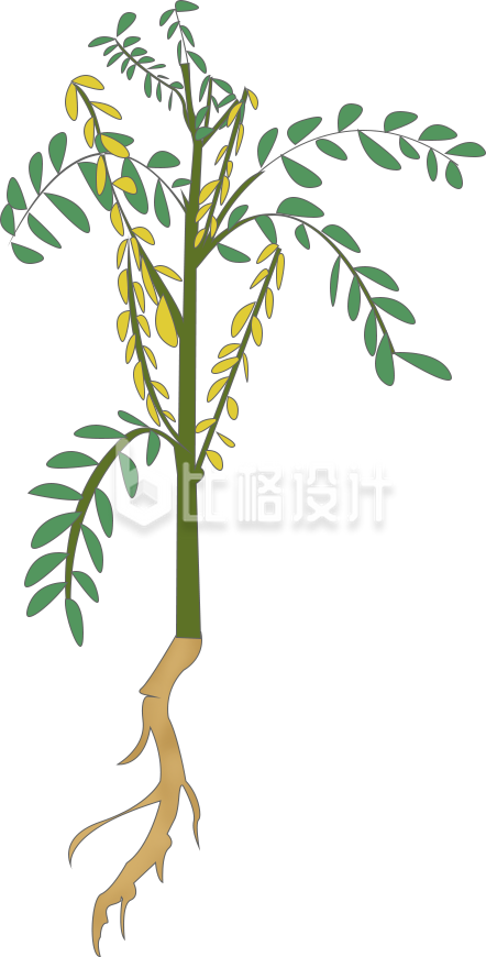 中药药草手绘插画