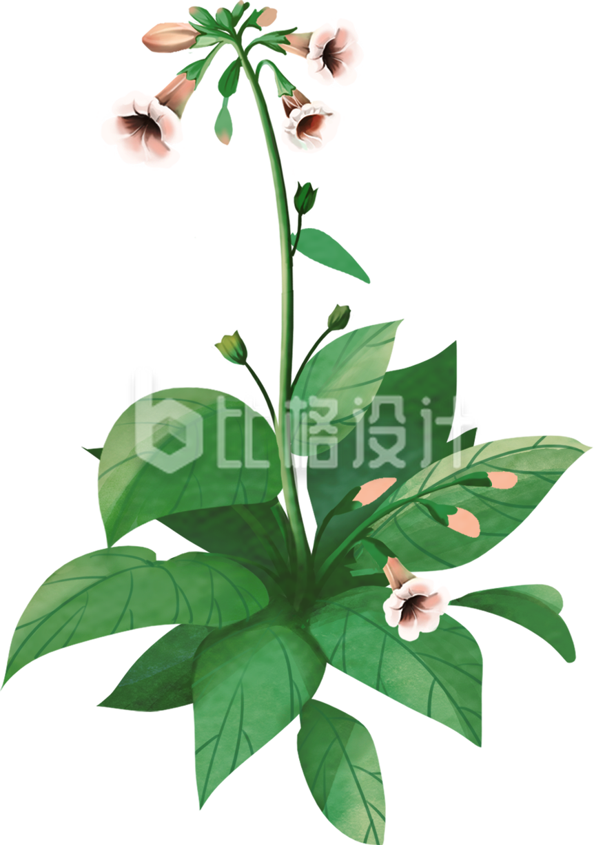中药药草手绘插画