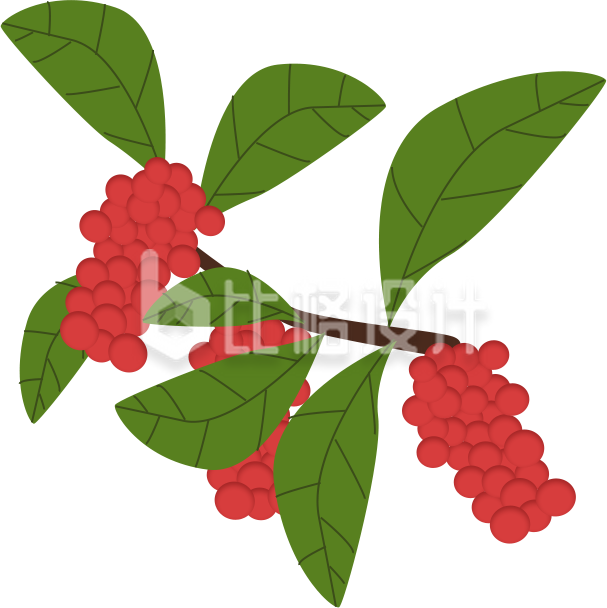 中药药草插画
