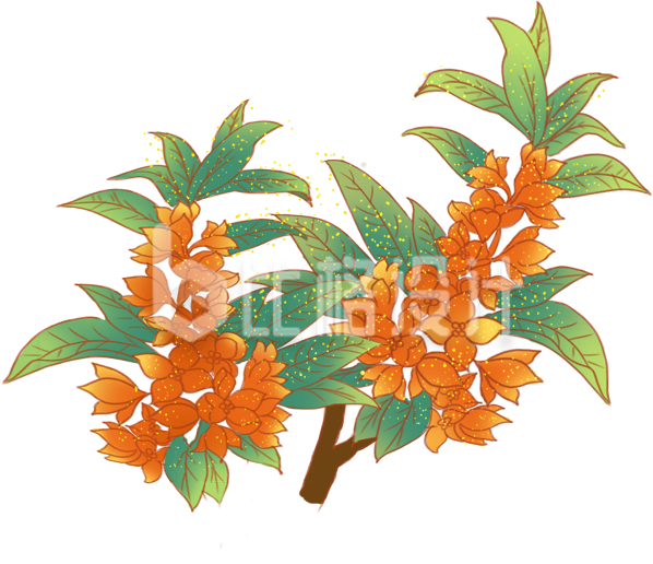 手绘国潮风桂花