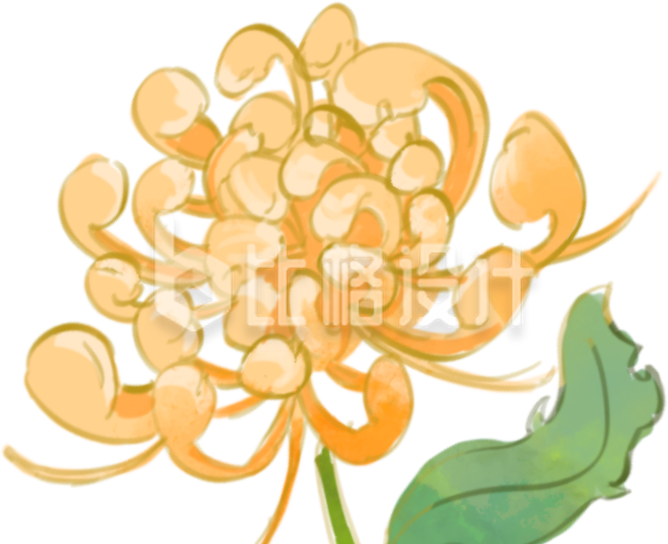 精美手绘菊花图 优质鲜花类宣传物料来袭