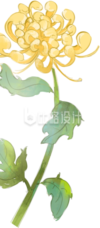 清新手绘黄菊图，赏菊好时节必备宣传素材