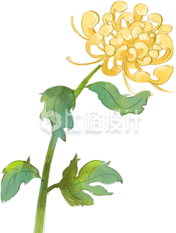 精美手绘菊花图，打造文艺清新宣传物料