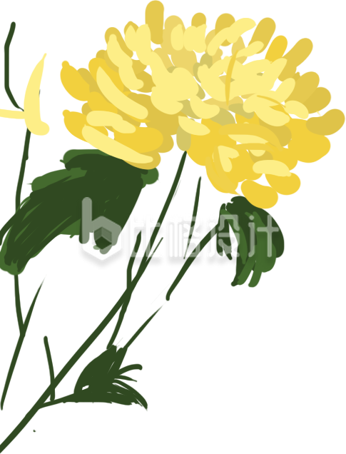 美丽黄菊插画 清新自然的鲜花装饰素材