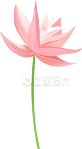 粉色莲花清新插画