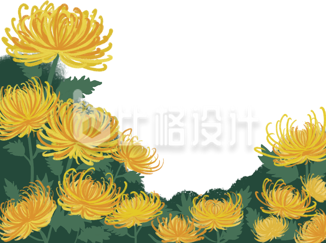 鲜艳黄菊盛放图 适合各类宣传的精美素材