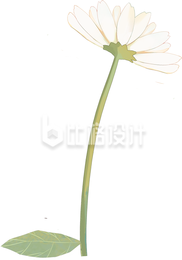 清新简约白雏菊插画，尽显自然之美