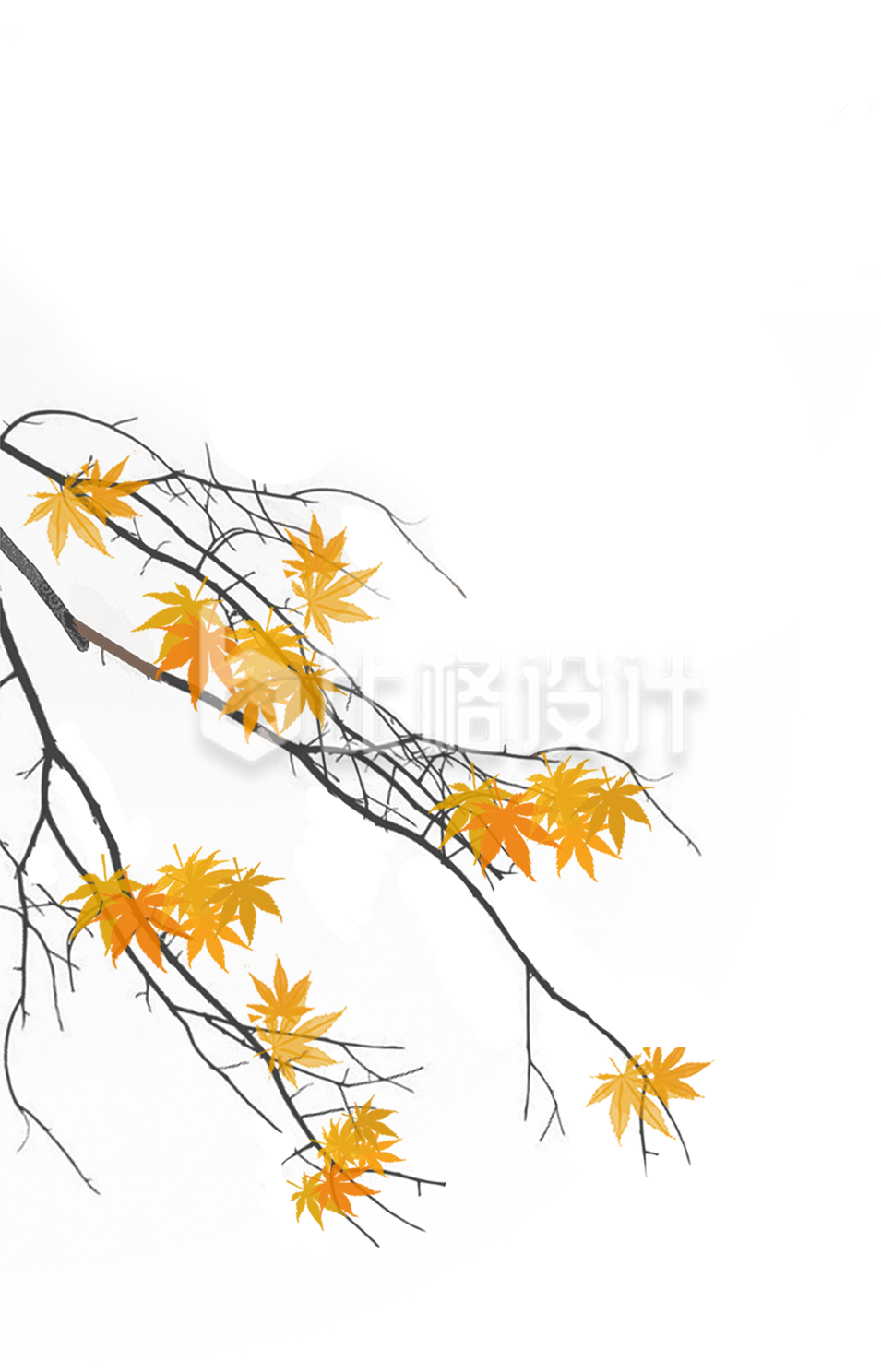 枫叶插画手绘