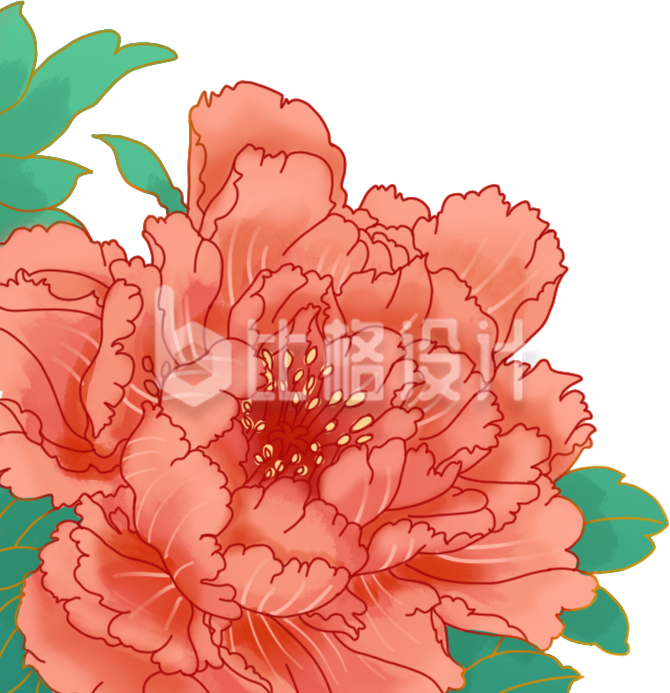 牡丹花插画手绘