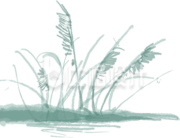 水草插画手绘
