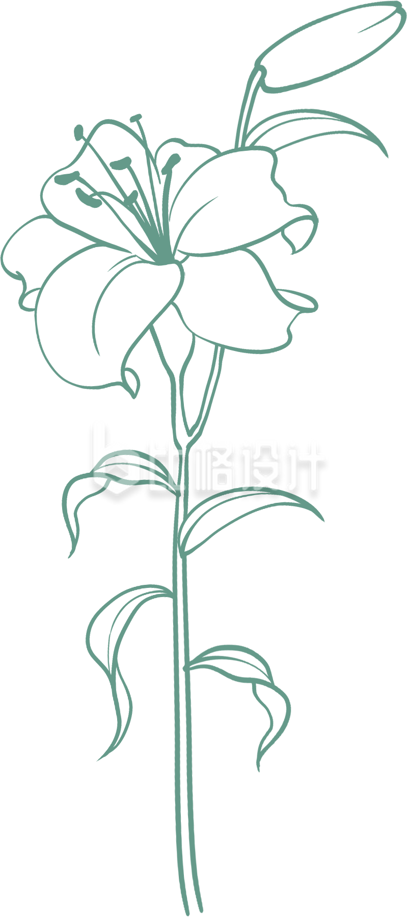 手绘百合花线稿