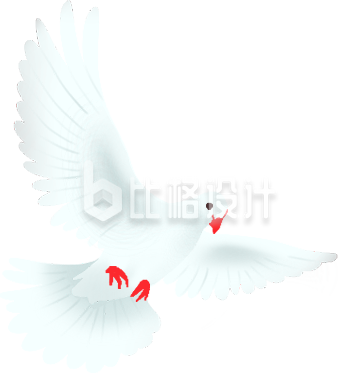鸽子插画