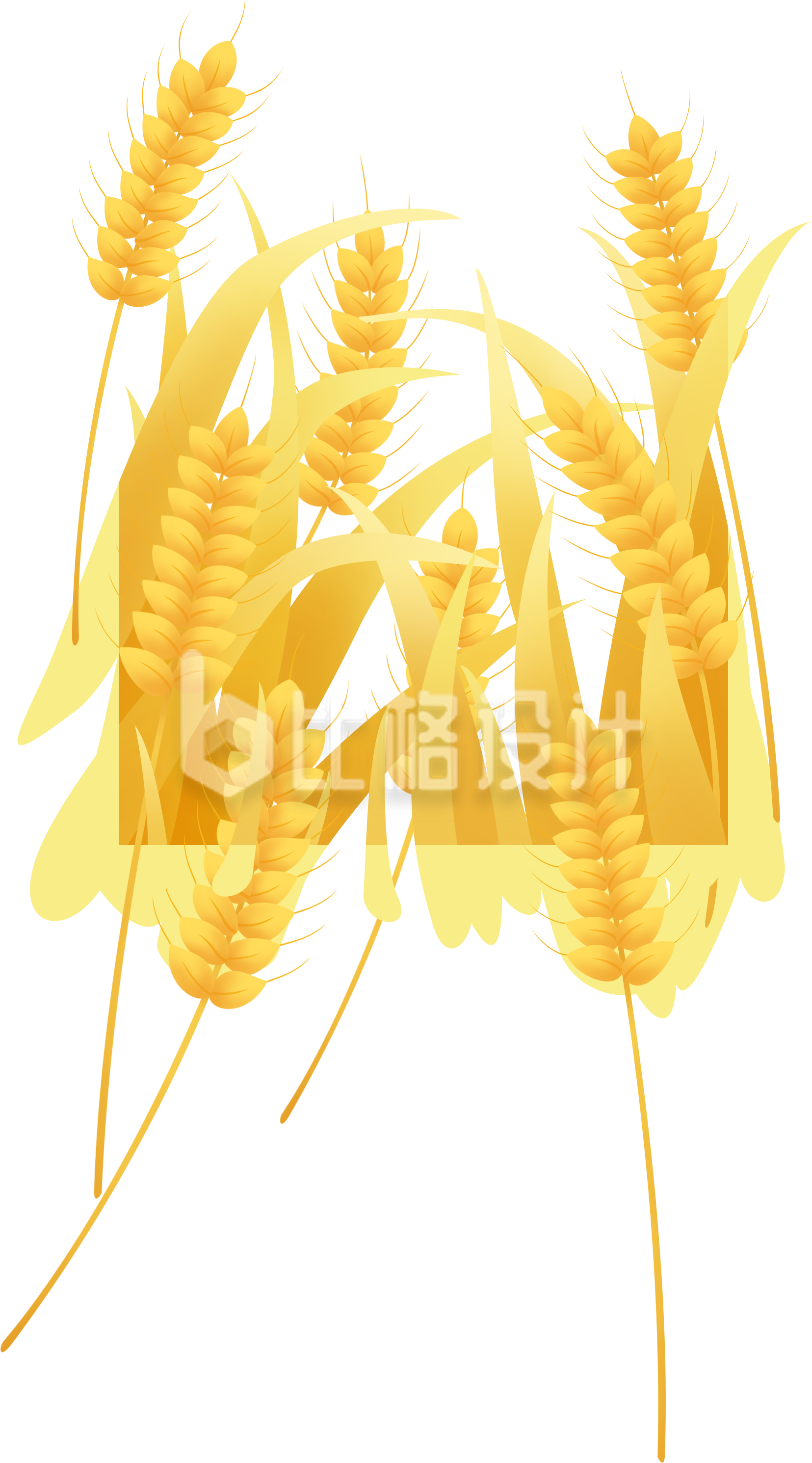 小麦插画手绘