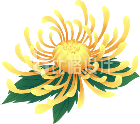 菊花