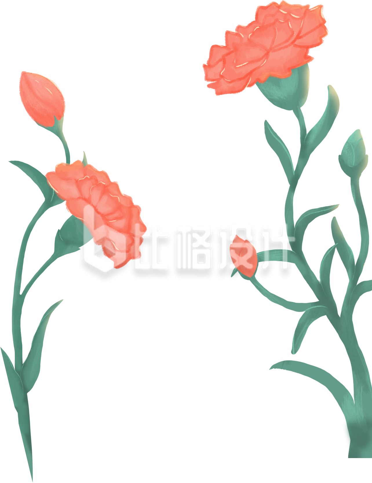 手绘康乃馨插画