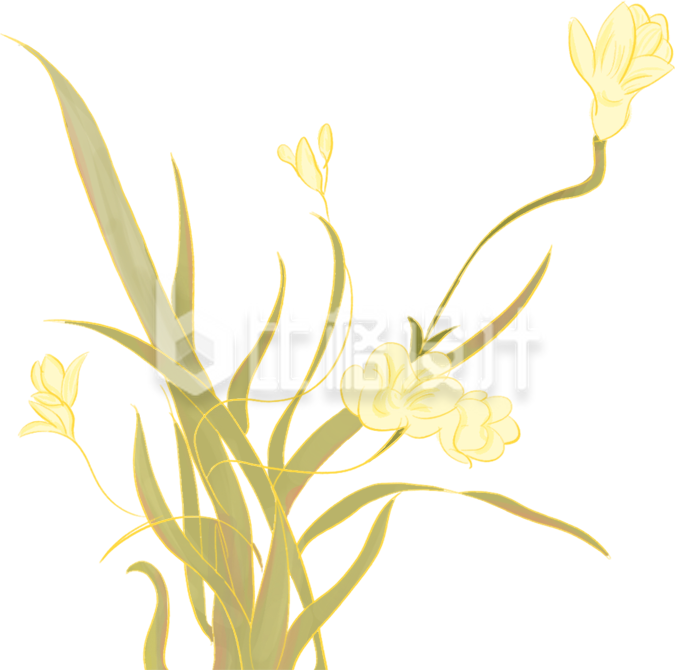 小花插画手绘