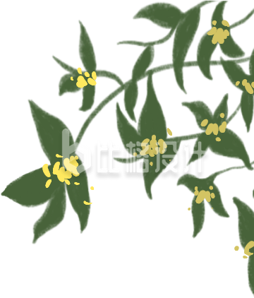 手绘桂花