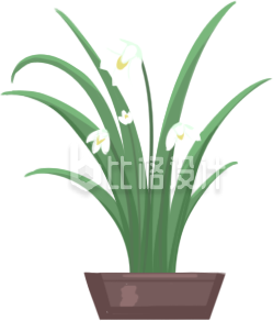 盆栽小花手绘插画