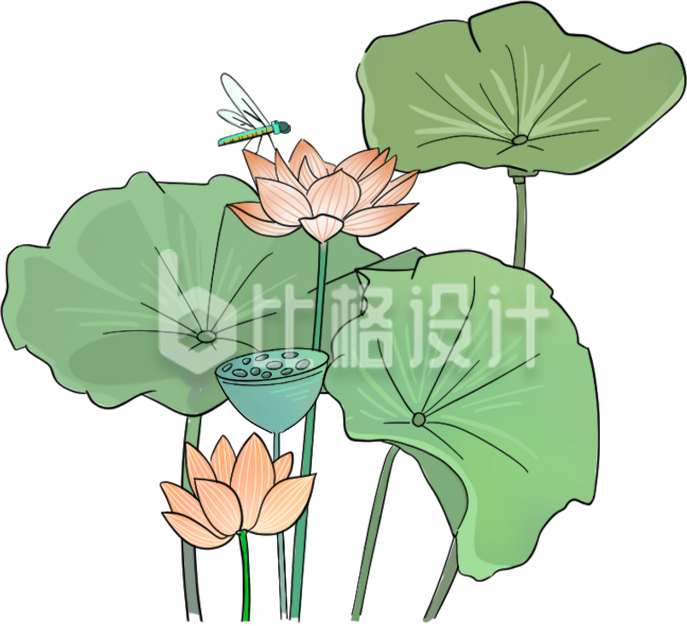 荷花荷叶插画手绘