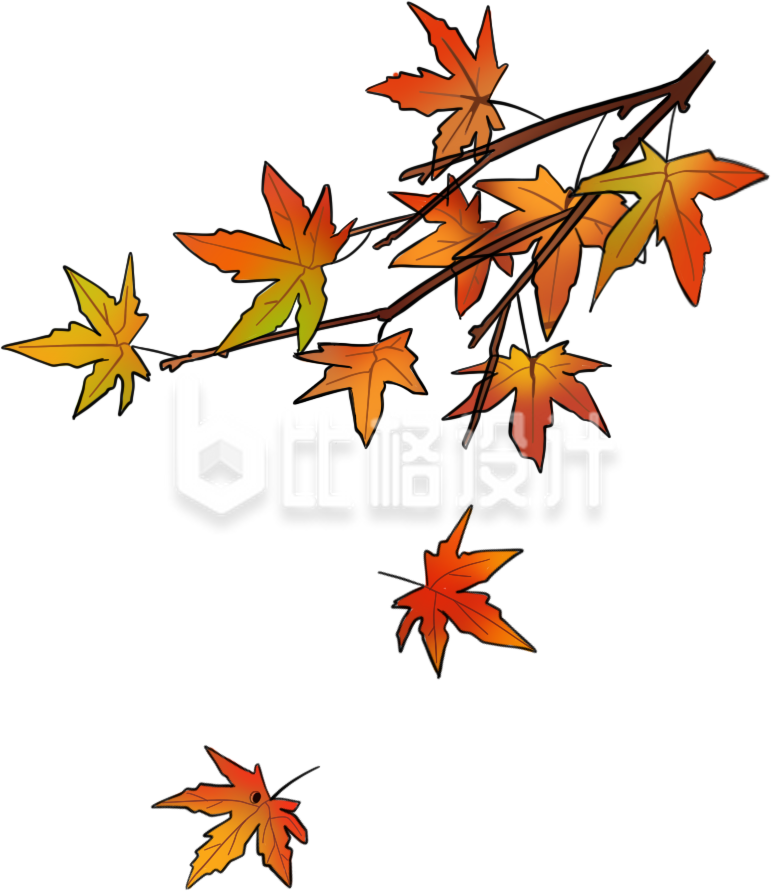 枫叶手绘插画