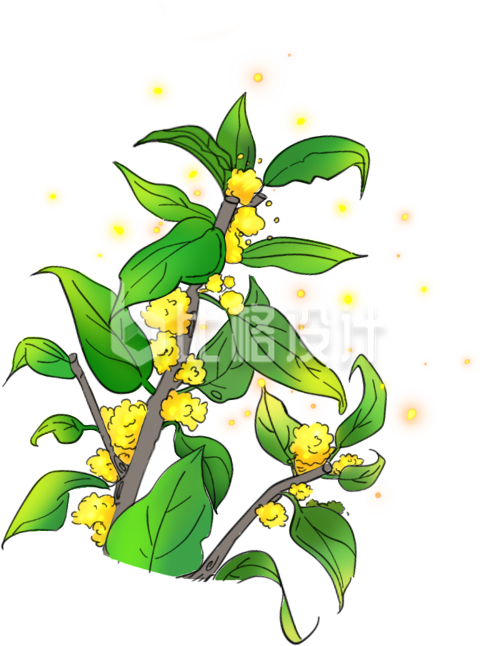 桂花手绘插画