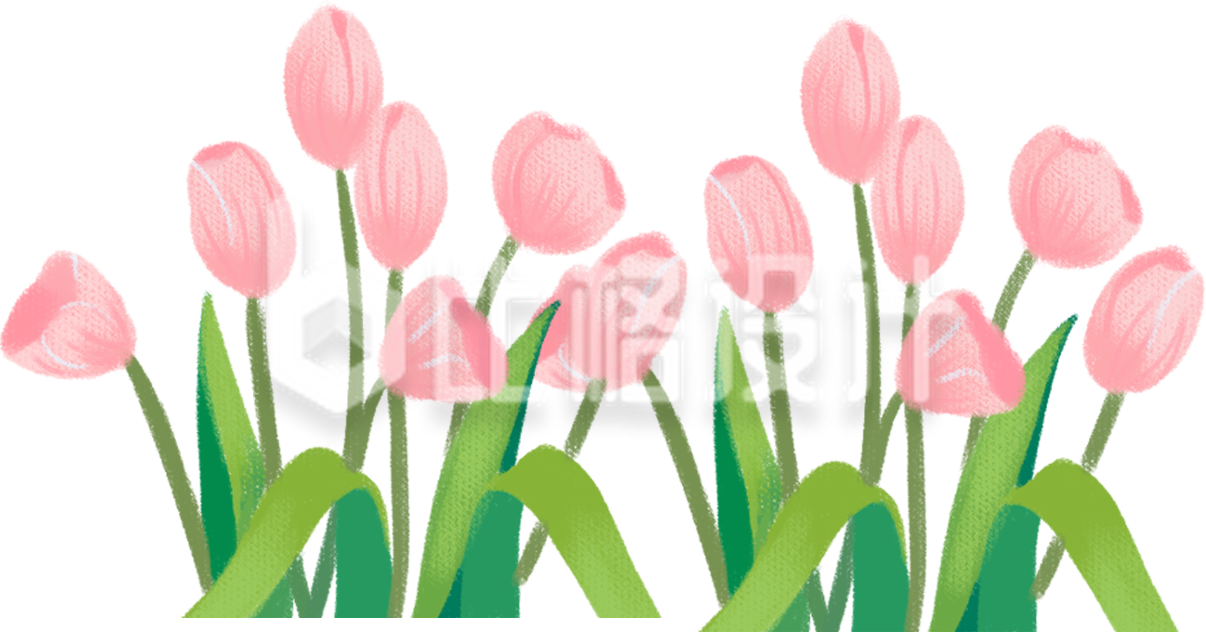 小花郁金香手绘插画