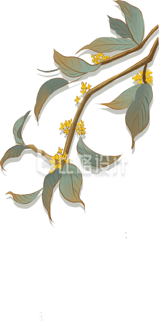 桂花手绘插画