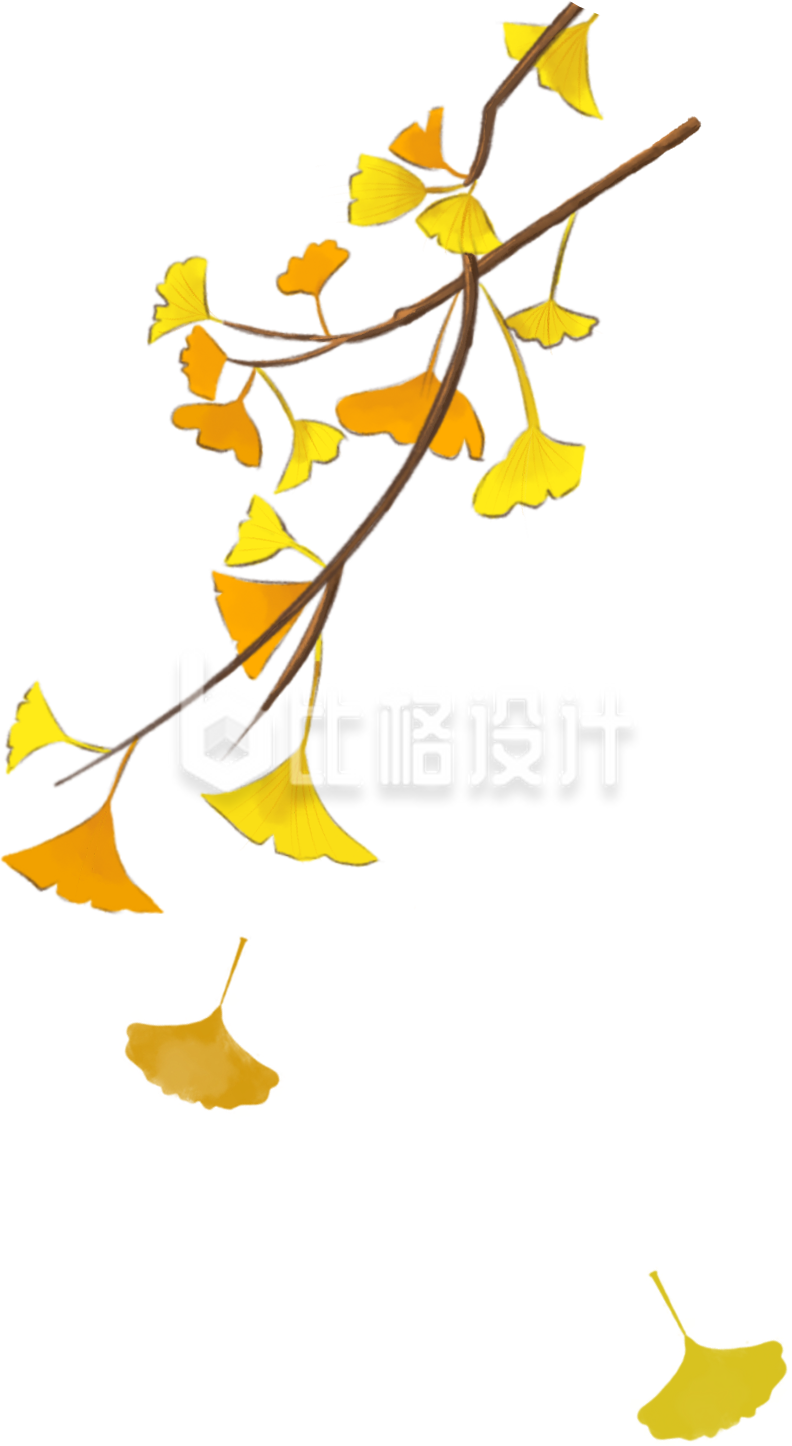 银杏叶手绘插画