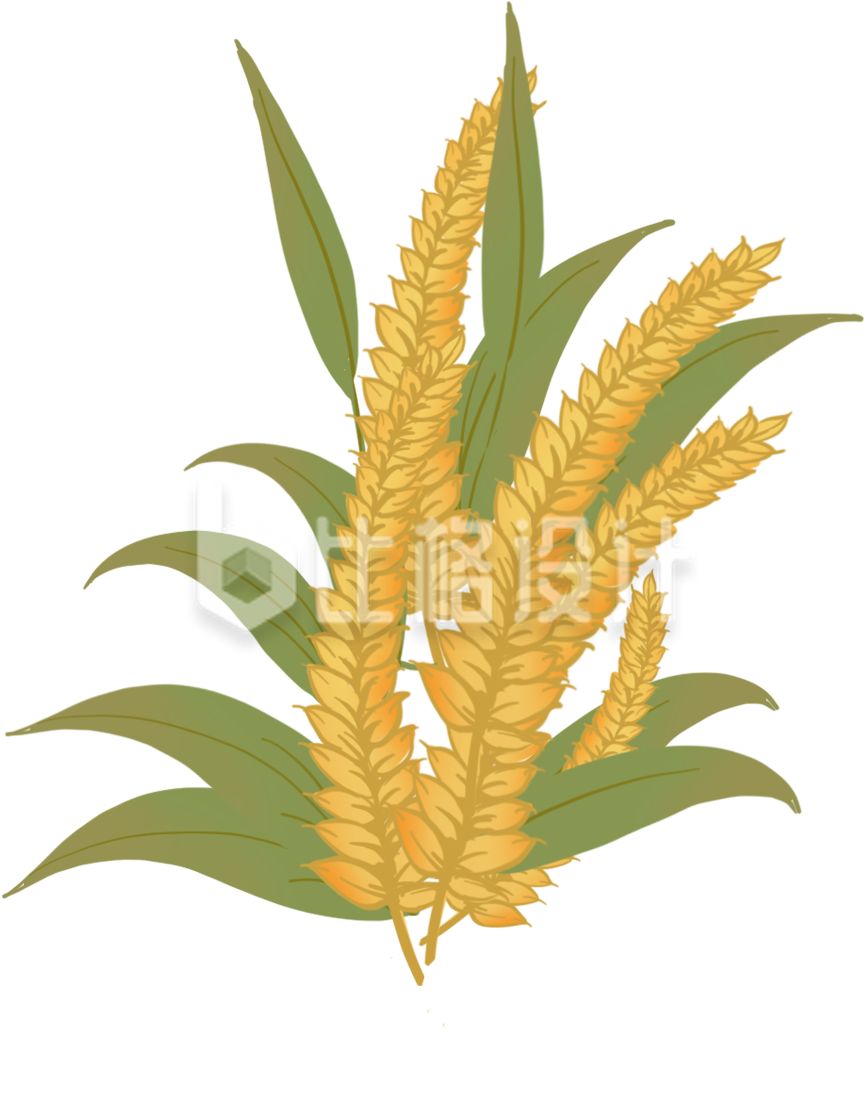 麦子手绘插画