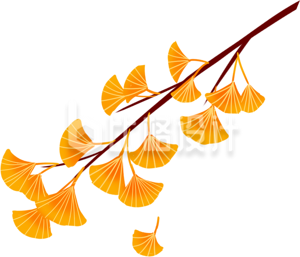 银杏叶手绘插画