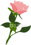玫瑰花手绘插画