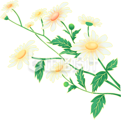 菊花手绘插画