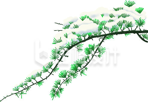 雪松手绘